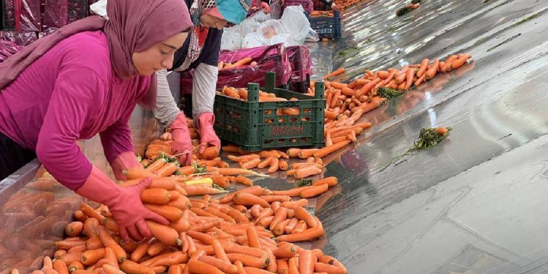 80 bin dekarda üretiliyor,%90'ı kadın emeğinden oluşuyor! Türkiye’nin ihtiyacı bu şehirden karşılanıyor 4